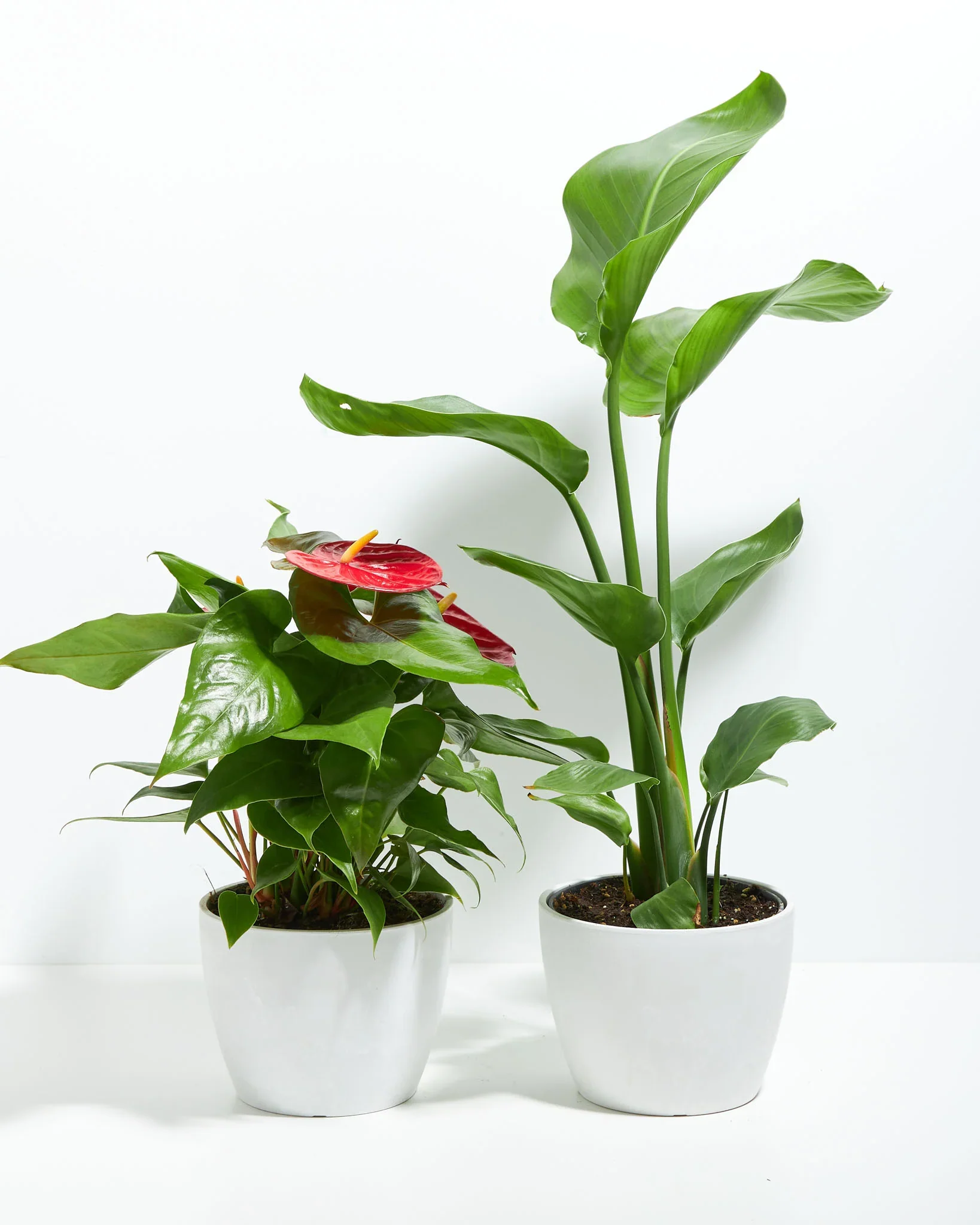 Best Plants for the Entryway