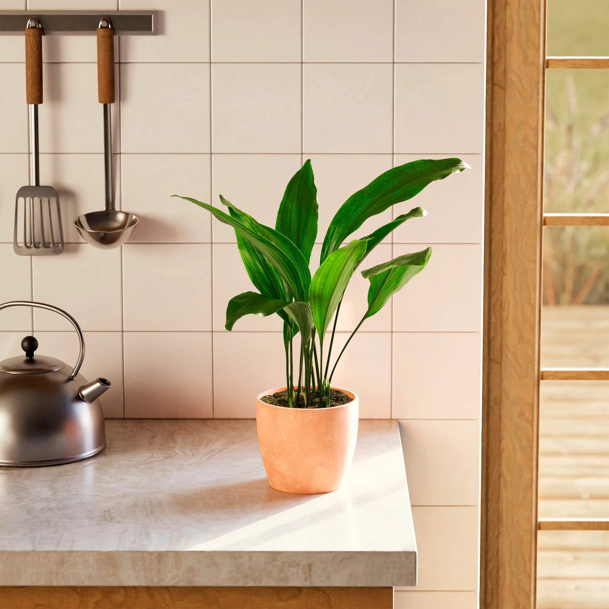 Best Office Plants