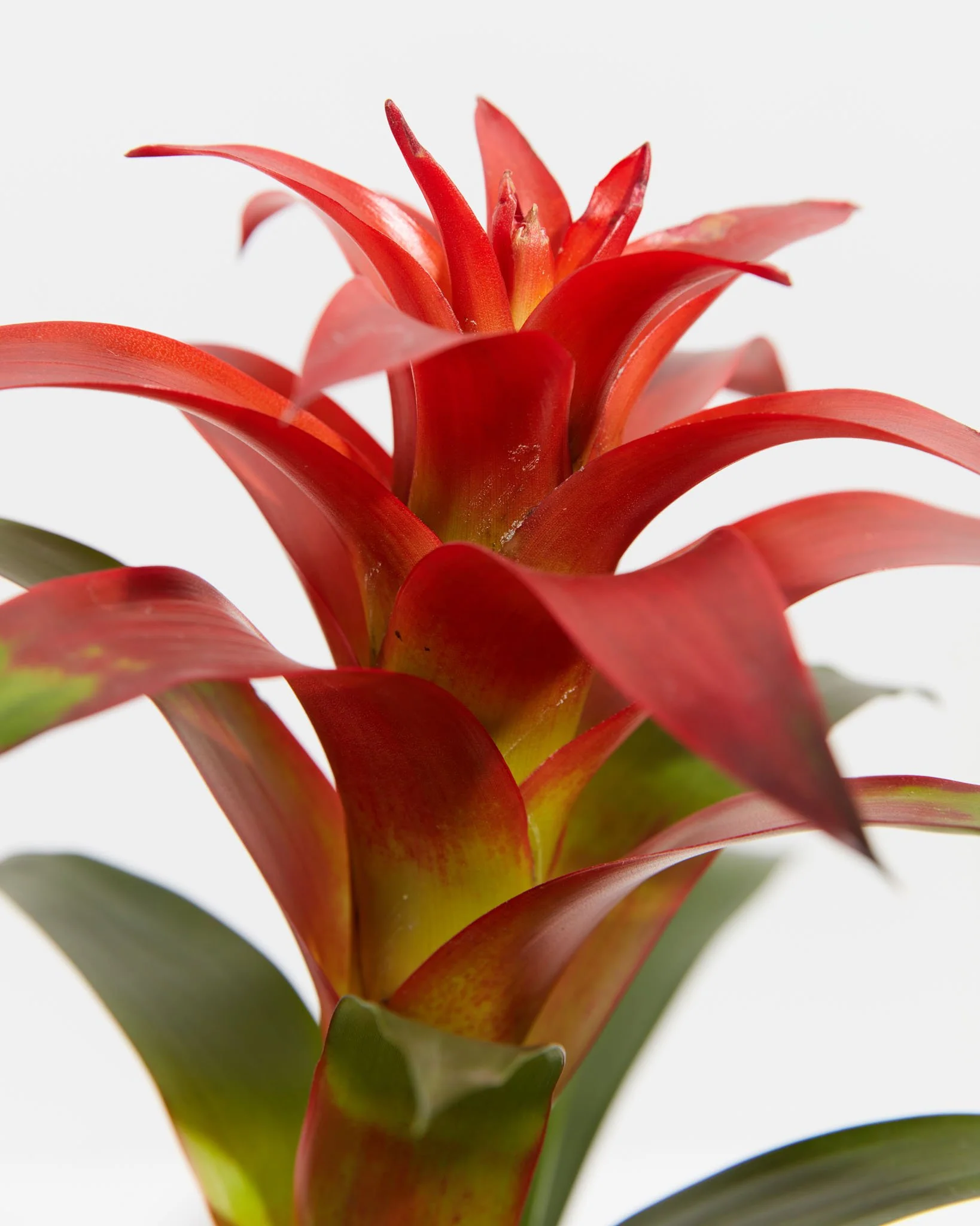 Best Plants For Bedroom And Sleep Quality