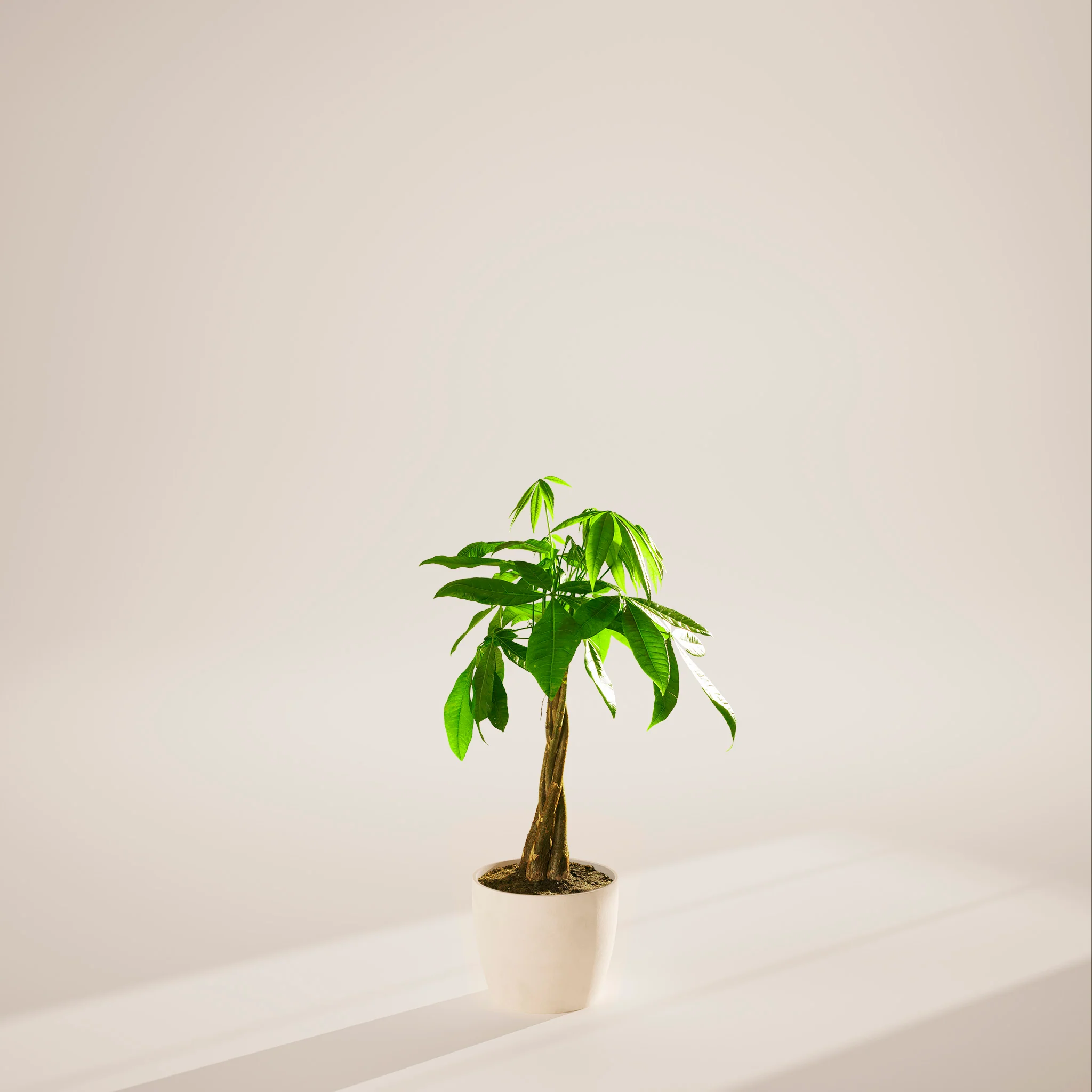Product image 86