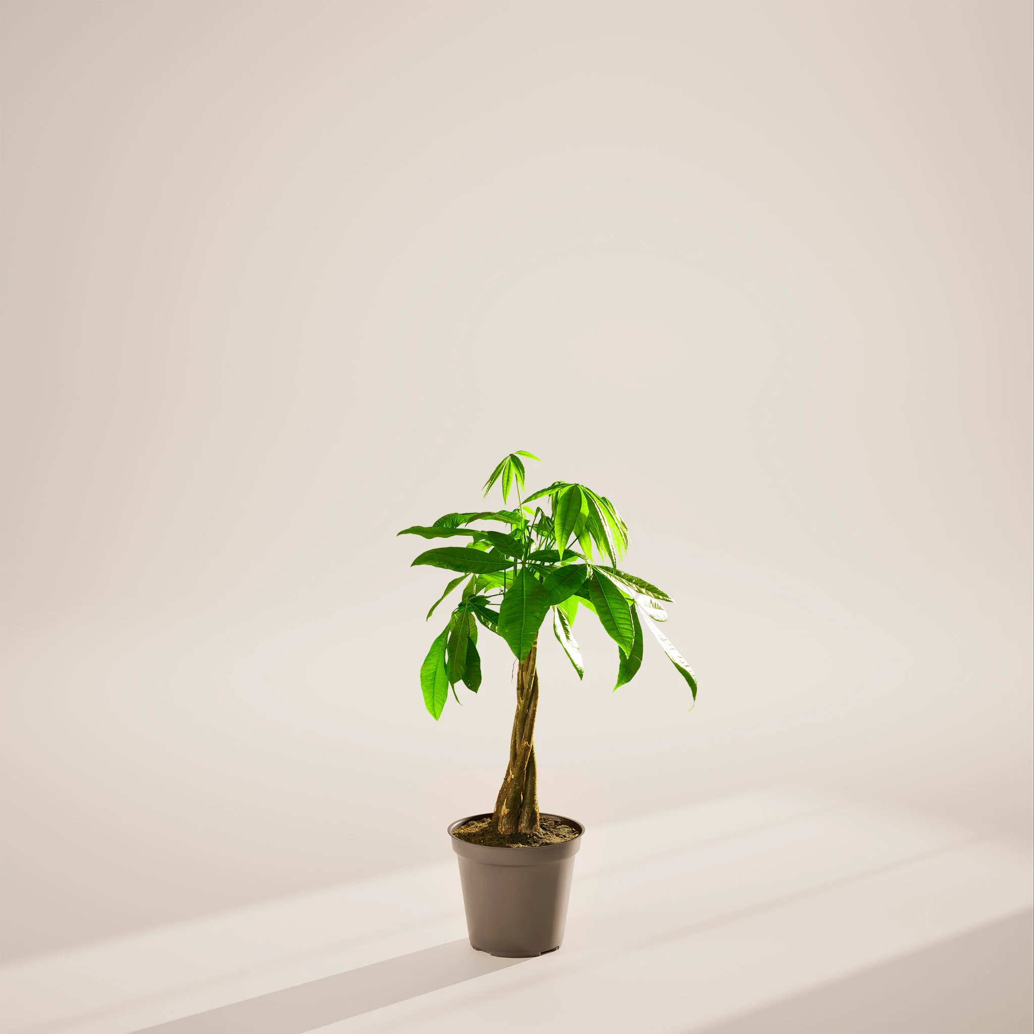 Product image 89