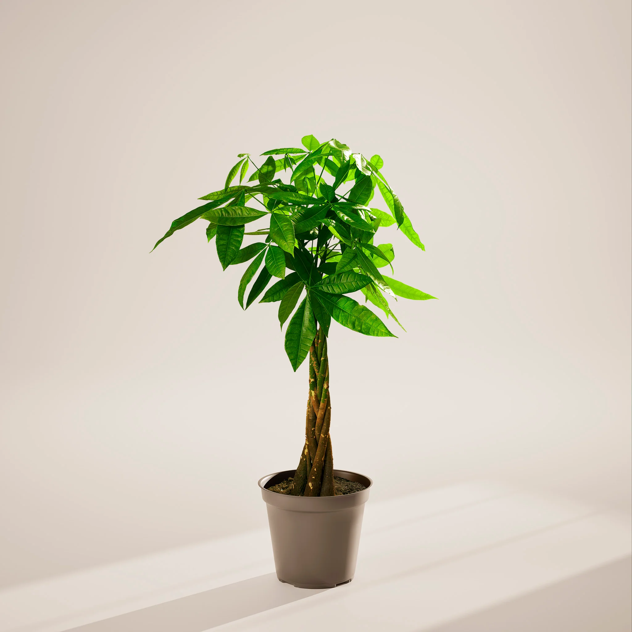 Product image 93
