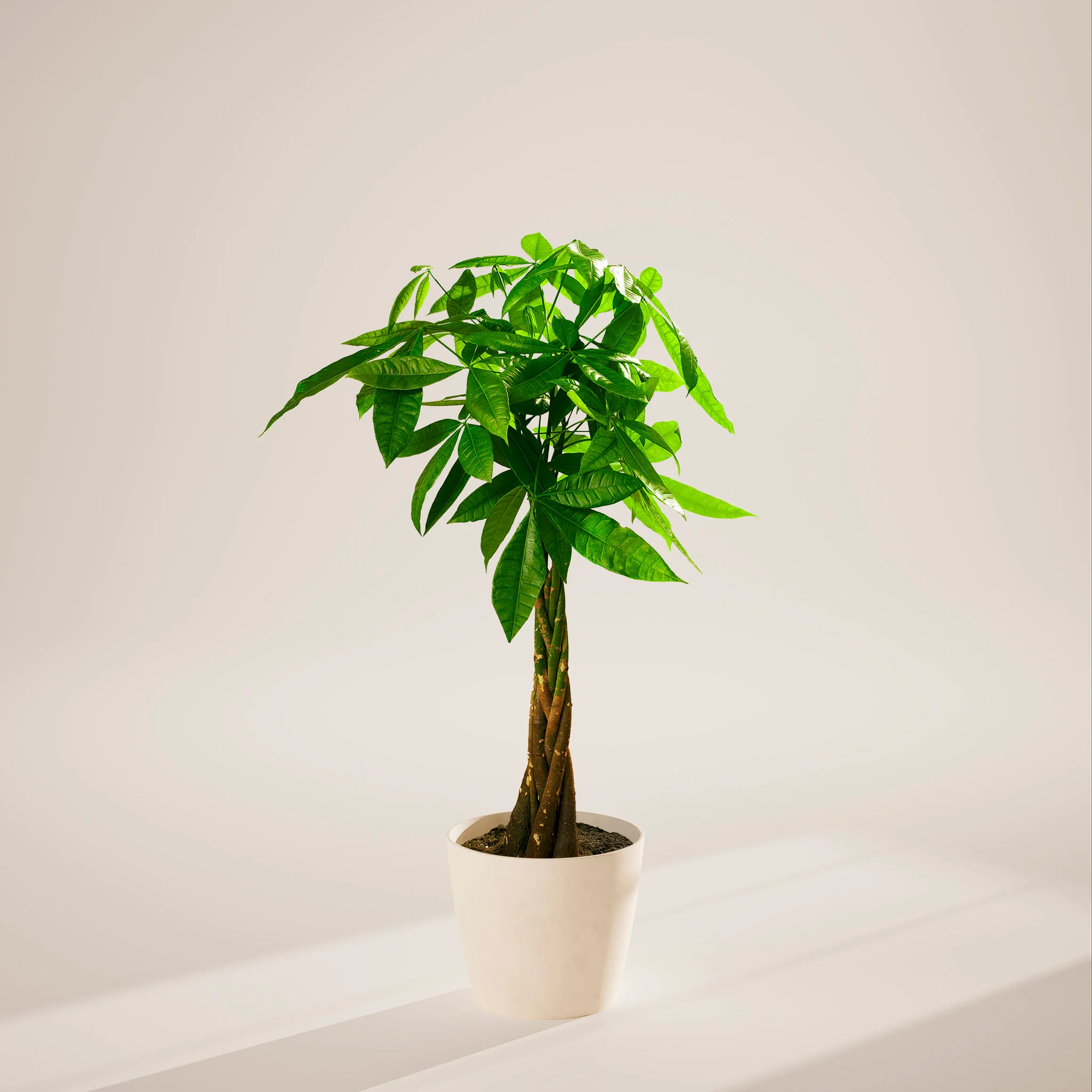 Product image 97