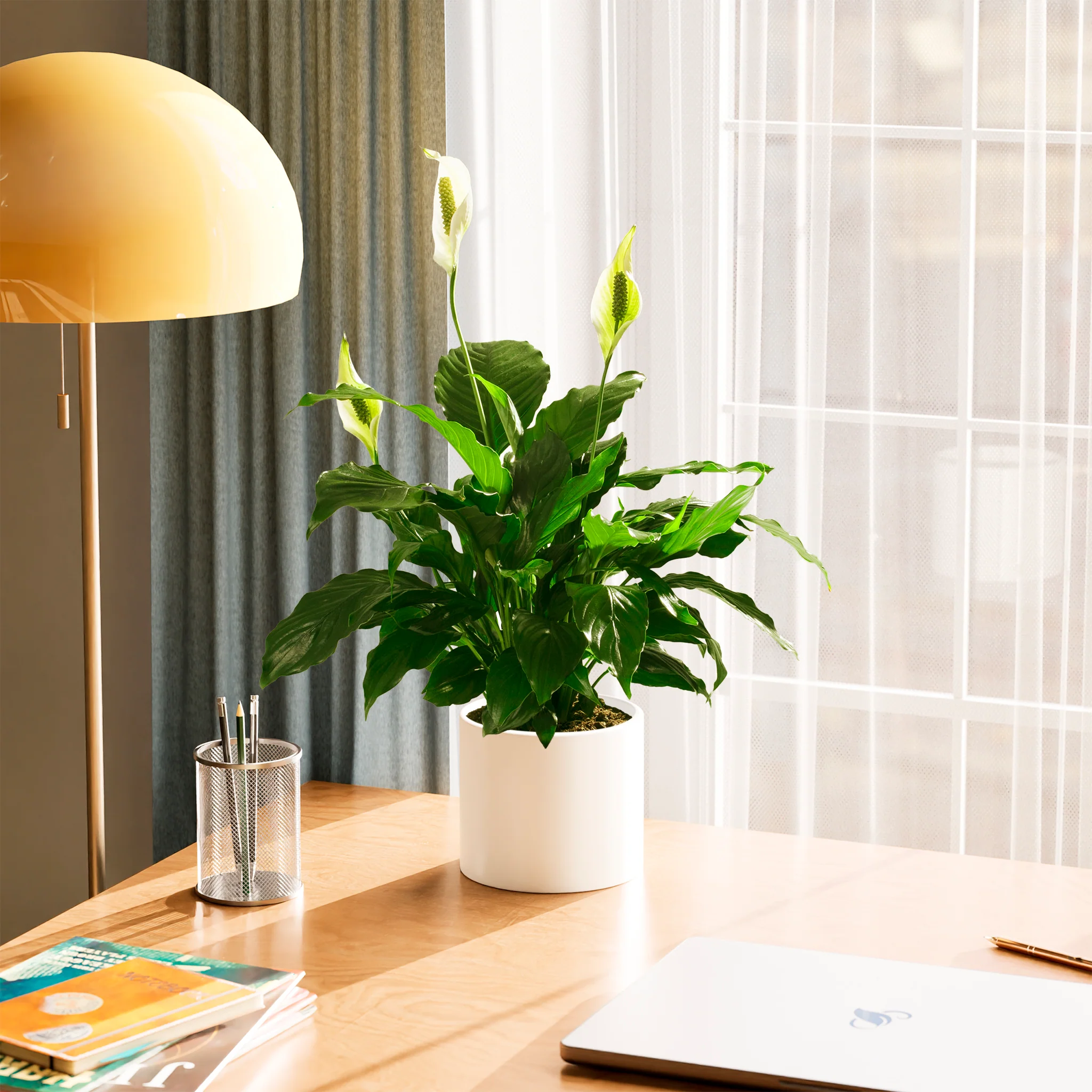 Product image 61